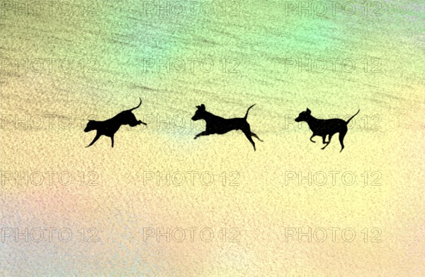Doberman running fast and jumping in winter, Poller Wiesen, Rhine riverbanks, Cologne, North Rhine-Westphalia, Germany, Europe, digitally edited