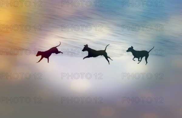 Doberman running fast and jumping in winter, Poller Wiesen, Rhine riverbanks, Cologne, North Rhine-Westphalia, Germany, Europe, digitally edited