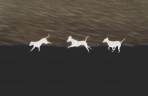 Doberman running fast and jumping in winter, Poller Wiesen, Rhine riverbanks, Cologne, North Rhine-Westphalia, Germany, Europe, digitally edited
