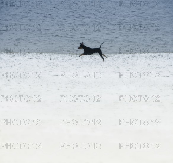 Doberman running fast and jumping in winter, Poller Wiesen, Rhine riverbanks, Cologne, North Rhine-Westphalia, Germany