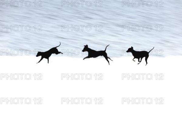 Doberman running fast and jumping in winter, Poller Wiesen, Rhine riverbanks, Cologne, North Rhine-Westphalia, Germany