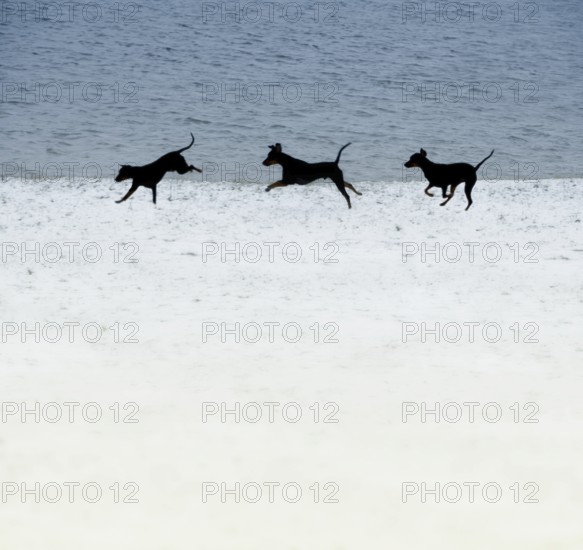 Doberman running fast and jumping in winter, Poller Wiesen, Rhine riverbanks, Cologne, North Rhine-Westphalia, Germany