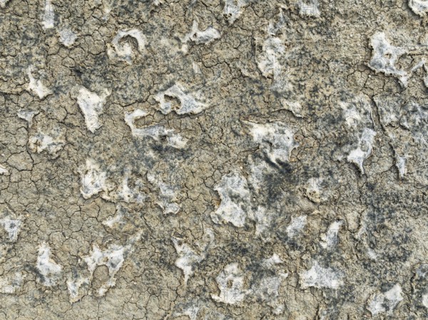 Dried mud in the marshland of the Bahía de Cádiz Nature Reserve. Aerial view. Drone shot. Cádiz province, Andalusia, Spain