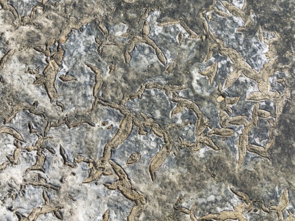 Dried mud in the marshland of the Bahía de Cádiz Nature Reserve. Aerial view. Drone shot. Cádiz province, Andalusia, Spain