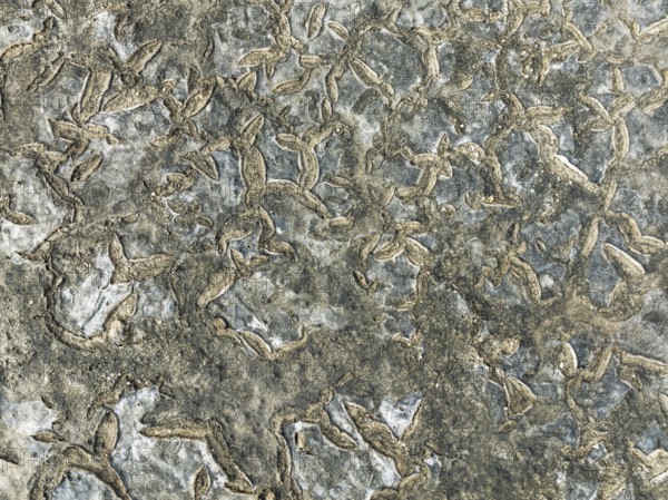 Dried mud in the marshland of the Bahía de Cádiz Nature Reserve. Aerial view. Drone shot. Cádiz province, Andalusia, Spain