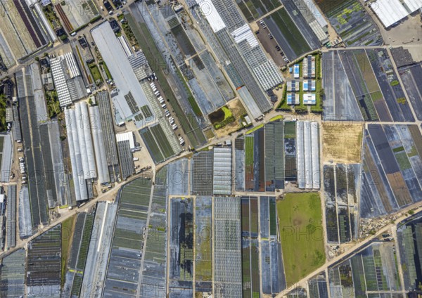 Aerial view, horticultural farms and agricultural use in the district of Volmerswerth, shapes and colours with graphical representation, Volmerswerth, Düsseldorf, Ruhr area, North Rhine-Westphalia, Germany, DE, Europe, aerial view, aerial photography, aerial photography, overview, bird's-eye view, overview