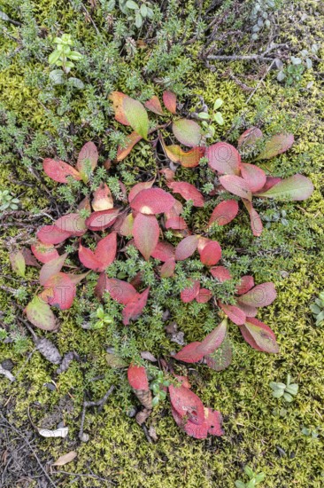 Bearberry (Arctostaphylos uva-ursi) in autumn leaves, Alaska, USA