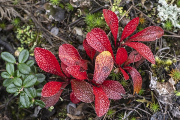 Bearberry (Arctostaphylos uva-ursi) in autumn leaves, Alaska, USA