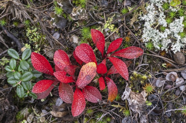 Bearberry (Arctostaphylos uva-ursi) in autumn leaves, Alaska, USA