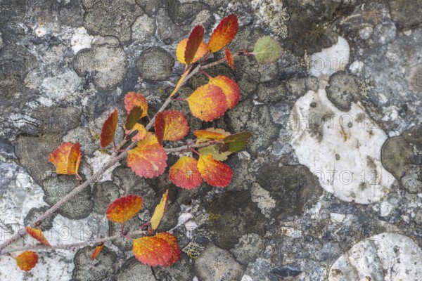 Dwarf birch (Betula nana) in autumn foliage, Alaska, USA