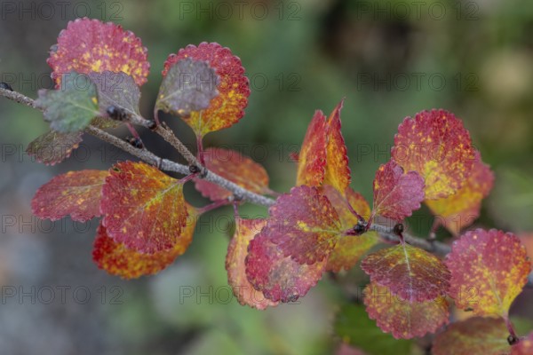 Dwarf birch (Betula nana) in autumn foliage, Alaska, USA