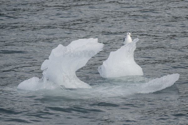 Iceberg with kittiwake (Rissa tridactyla), Glacier Bay, Alaska, USA