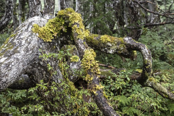 Tree trunks of Sitka spruce (Picea sitchensis), Juneau, Alaska, Canada