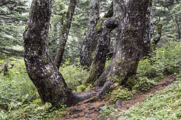 Tree trunks of Sitka spruce (Picea sitchensis), Juneau, Alaska, Canada