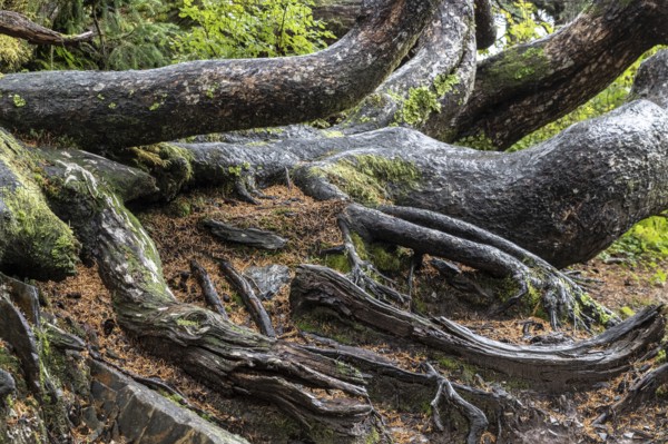 Tree trunks of Sitka spruce (Picea sitchensis), Juneau, Alaska, Canada