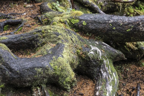Tree trunks of Sitka spruce (Picea sitchensis), Juneau, Alaska, Canada