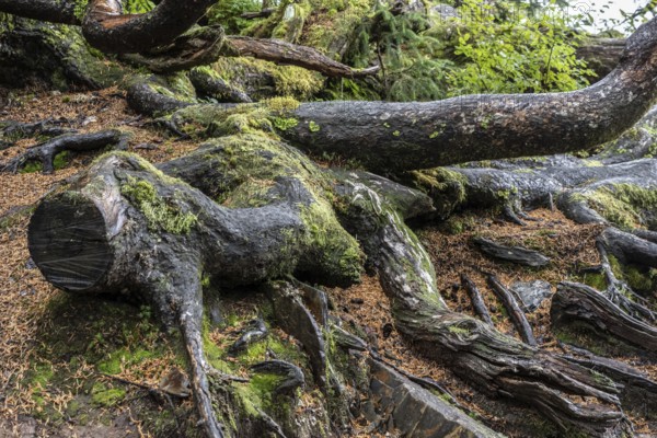 Tree trunks of Sitka spruce (Picea sitchensis), Juneau, Alaska, Canada
