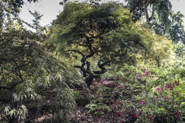 Japanese fan maple (Acer palmatum), Vancouver, Canada