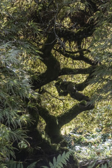 Japanese fan maple (Acer palmatum), Vancouver, Canada