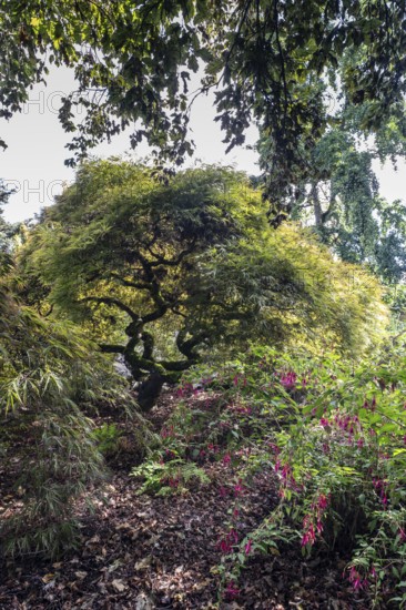 Japanese fan maple (Acer palmatum), Vancouver, Canada