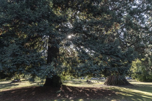 Coast redwood (Sequoia sempervirens), Vancouver, Canada