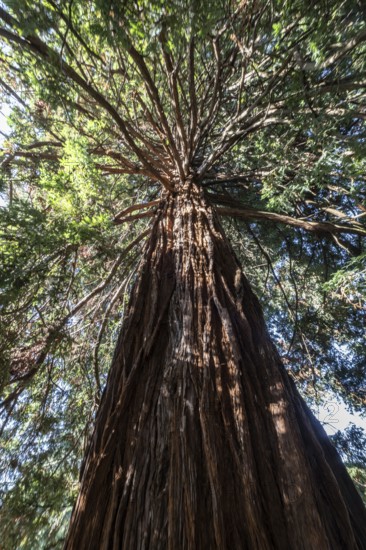 Coast redwood (Sequoia sempervirens), Vancouver, Canada