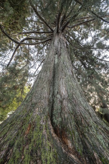 Giant arborvitae (Thuja plicata), Vancouver, Canada