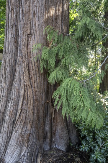 Giant arborvitae (Thuja plicata), Vancouver, Canada