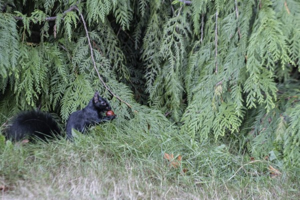 Grey squirrel (Sciurus caroliniensis), Vancouver, Canada