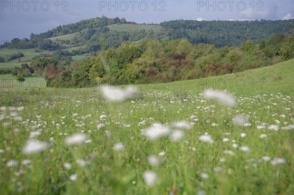 Flower meadow at the foot of the Einkorn, Hausberg, Schwäbisch Hall, Hohenlohe, Germany