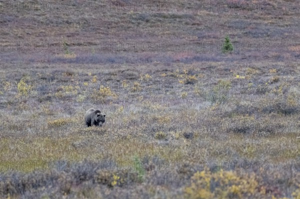 Brown bear, grizzly (Ursus arctos) in the autumn tundra, Denali National Park, Alaska, USA