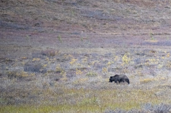 Brown bear, grizzly (Ursus arctos) in the autumn tundra, Denali National Park, Alaska, USA