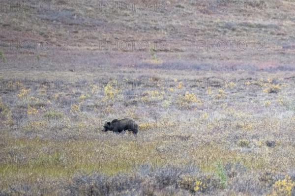 Brown bear, grizzly (Ursus arctos) in the autumn tundra, Denali National Park, Alaska, USA