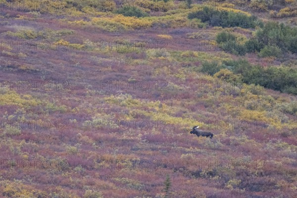 Moose (Alces alces), Denali National Park, Alaska, USA