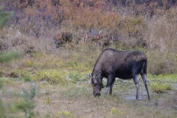 Moose (Alces alces), Denali National Park, Alaska, USA