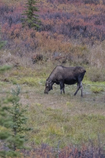 Moose (Alces alces), Denali National Park, Alaska, USA
