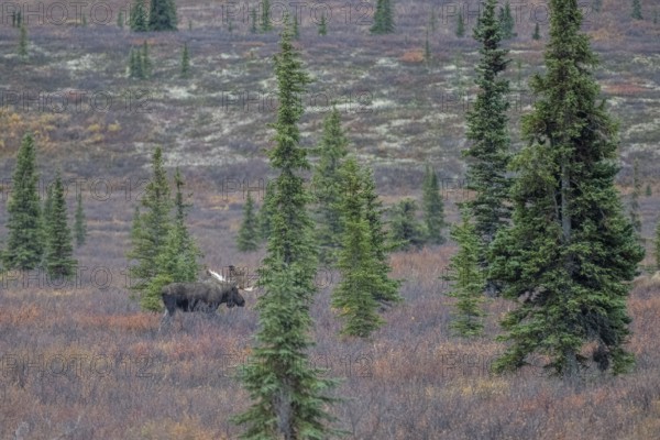 Moose (Alces alces), Denali National Park, Alaska, USA