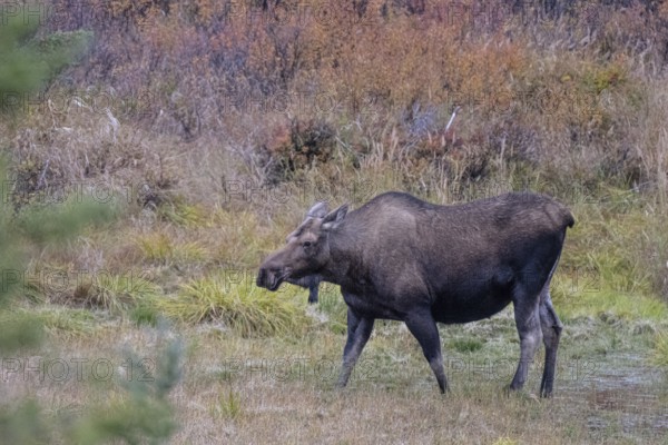 Moose (Alces alces), Denali National Park, Alaska, USA