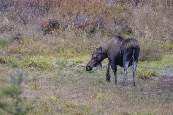 Moose (Alces alces), Denali National Park, Alaska, USA