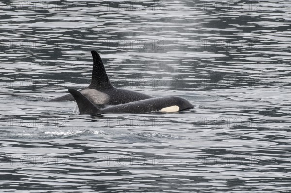 Orcas (Orcinus orca), Kenai Fjords National Park, Alaska, USA