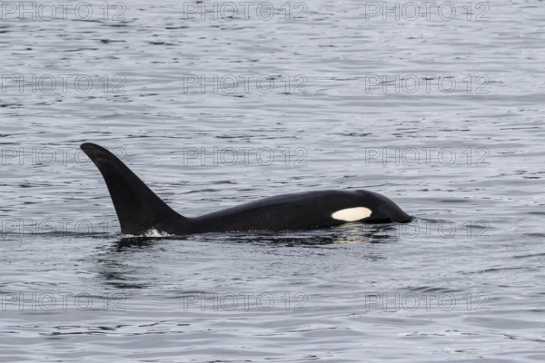 Orca (Orcinus orca), Kenai Fjords National Park, Alaska, USA
