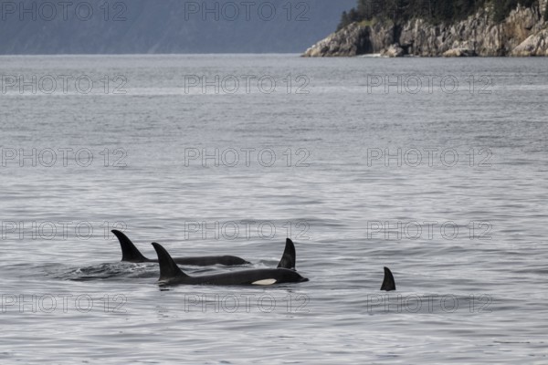 Orcas (Orcinus orca), Kenai Fjords National Park, Alaska, USA