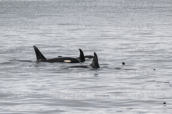 Orcas (Orcinus orca), Kenai Fjords National Park, Alaska, USA