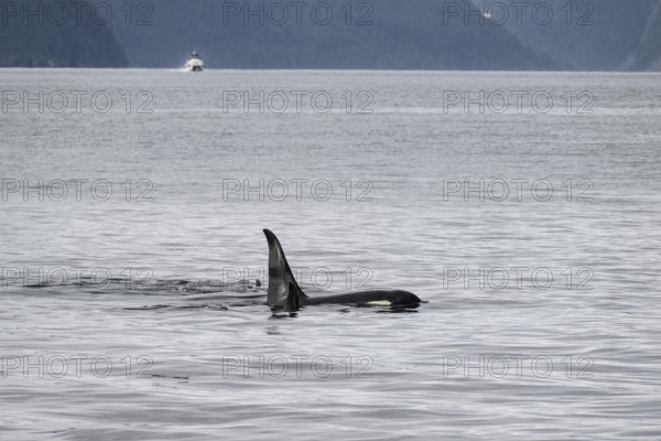 Orca (Orcinus orca), Kenai Fjords National Park, Alaska, USA