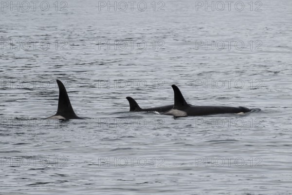 Orcas (Orcinus orca), Kenai Fjords National Park, Alaska, USA