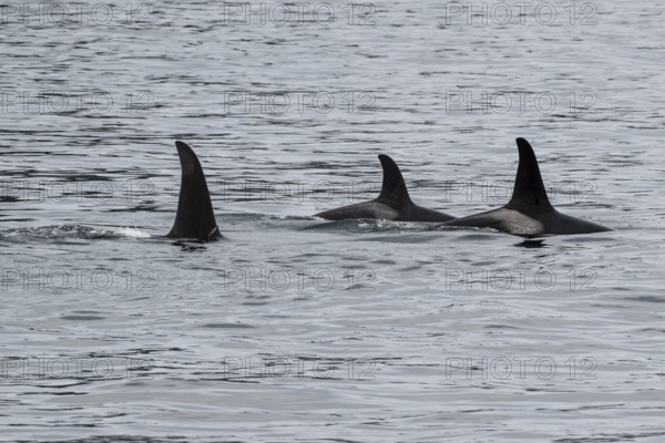 Orcas (Orcinus orca), Kenai Fjords National Park, Alaska, USA
