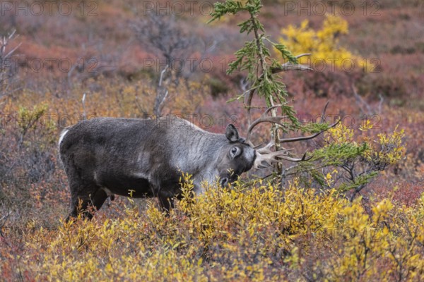 Caribou (Rangifer tarandus) in autumnal tundra, Denali National Park, Alaska, USA