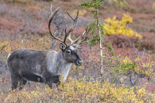 Caribou (Rangifer tarandus) in autumnal tundra, Denali National Park, Alaska, USA