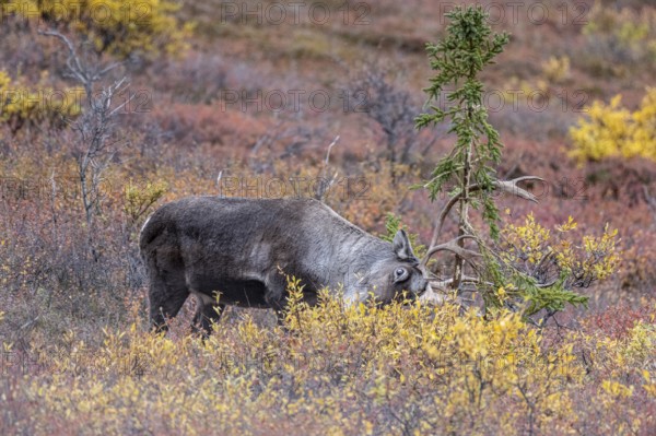 Caribou (Rangifer tarandus) in autumnal tundra, Denali National Park, Alaska, USA