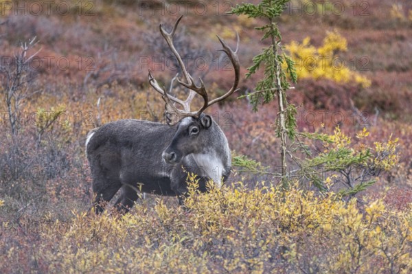 Caribou (Rangifer tarandus) in autumnal tundra, Denali National Park, Alaska, USA
